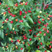 Wiri Wiri Pepper Seeds ,Capsicum frutescens, From Guyana ! - Caribbean garden seed