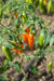Yellow Costeno Seeds (Capsicum annuum) Perfect for drying - Caribbean garden seed