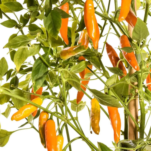 Yellow Costeno Seeds (Capsicum annuum) Perfect for drying - Caribbean garden seed