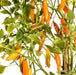 Yellow Costeno Seeds (Capsicum annuum) Perfect for drying - Caribbean garden seed