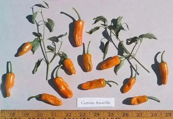 Yellow Costeno Seeds (Capsicum annuum) Perfect for drying - Caribbean garden seed