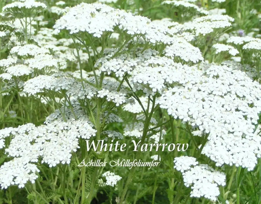 Yarrow Flowers Seeds - White   (Achillea Millefolium) Perennial Wildflower - Caribbean garden seed