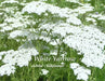 Yarrow Flowers Seeds - White   (Achillea Millefolium) Perennial Wildflower - Caribbean garden seed