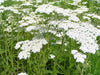 Yarrow Flowers Seeds - White   (Achillea Millefolium) Perennial Wildflower - Caribbean garden seed