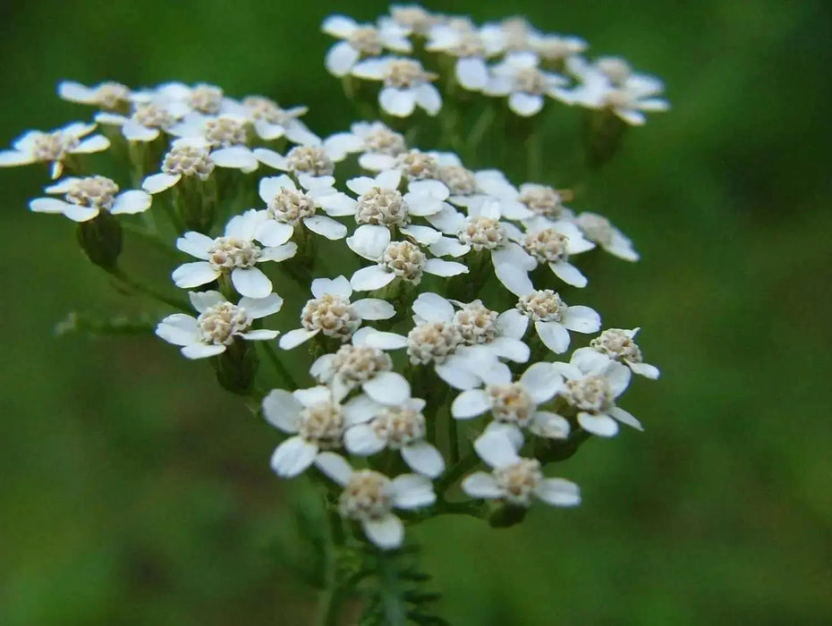 Yarrow Flowers Seeds - White   (Achillea Millefolium) Perennial Wildflower - Caribbean garden seed