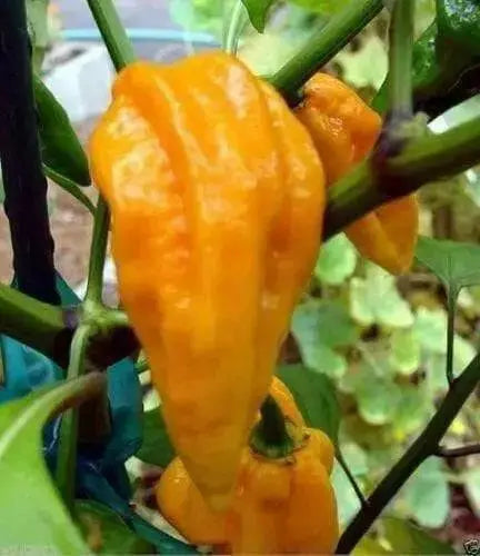 Yellow DEVIL'S TONGUE PEPPER (Seeds) Capsicum chinense - Caribbean garden seed
