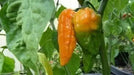 Yellow DEVIL'S TONGUE PEPPER (Seeds) Capsicum chinense - Caribbean garden seed