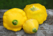 Yellow Bush Scallop Squash ( PATTYPAN SUMMER Squash) VEGETABLE Seed ! - Caribbean garden seed