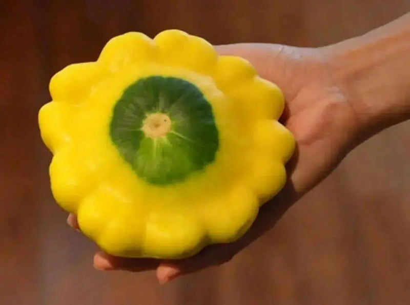 Yellow Bush Scallop Squash ( PATTYPAN SUMMER Squash) VEGETABLE Seed ! - Caribbean garden seed