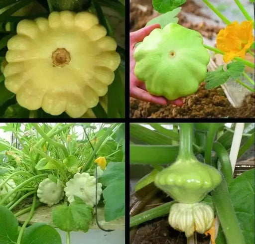 Yellow Bush Scallop Squash ( PATTYPAN SUMMER Squash) VEGETABLE Seed ! - Caribbean garden seed