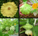 Yellow Bush Scallop Squash ( PATTYPAN SUMMER Squash) VEGETABLE Seed ! - Caribbean garden seed