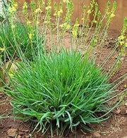 Yellow Bulbine,( bulbine frutescen)  succulent groundcover, PERENNIAL FLOWERS - Caribbean garden seed