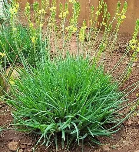Yellow Bulbine,( bulbine frutescen)  succulent groundcover, PERENNIAL FLOWERS - Caribbean garden seed