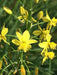 Yellow Bulbine,( bulbine frutescen)  succulent groundcover, PERENNIAL FLOWERS - Caribbean garden seed