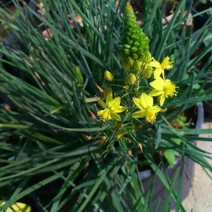 Yellow Bulbine,( bulbine frutescen)  succulent groundcover, PERENNIAL FLOWERS - Caribbean garden seed