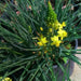 Yellow Bulbine,( bulbine frutescen)  succulent groundcover, PERENNIAL FLOWERS - Caribbean garden seed