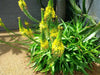 Yellow Bulbine,( bulbine frutescen)  succulent groundcover, PERENNIAL FLOWERS - Caribbean garden seed