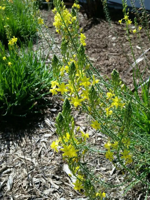 Yellow Bulbine,( bulbine frutescen)  succulent groundcover, PERENNIAL FLOWERS - Caribbean garden seed