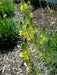 Yellow Bulbine,( bulbine frutescen)  succulent groundcover, PERENNIAL FLOWERS - Caribbean garden seed