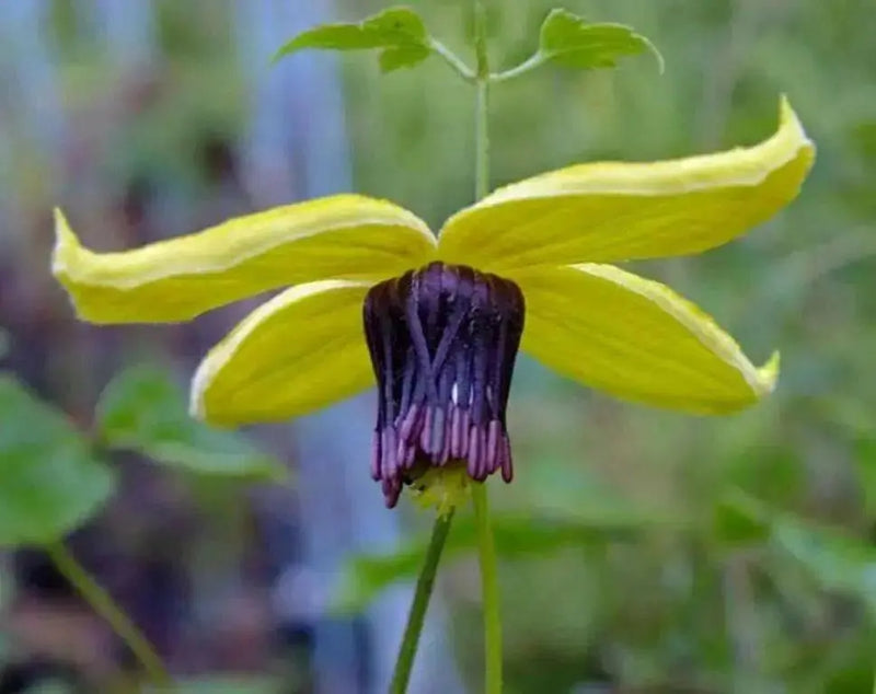 yellow Clematis tangutica, (2.5' POT STARTER PLANT)  Perennial Vine ! - Caribbean garden seed
