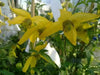 yellow Clematis tangutica, (2.5' POT STARTER PLANT)  Perennial Vine ! - Caribbean garden seed