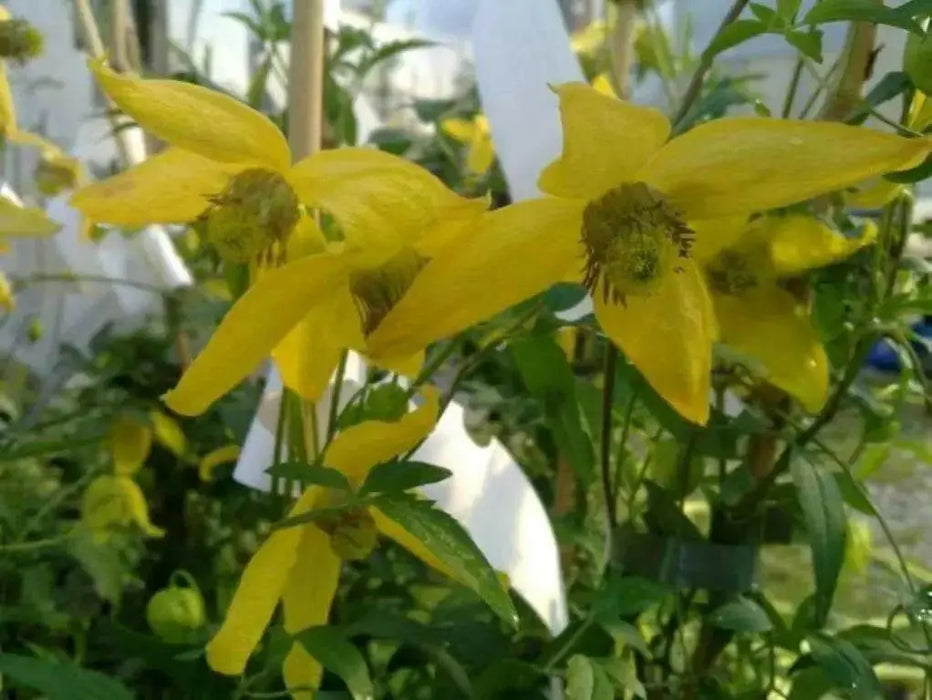 yellow Clematis tangutica, (2.5' POT STARTER PLANT)  Perennial Vine ! - Caribbean garden seed