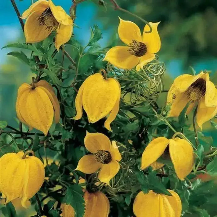 yellow Clematis tangutica, (2.5' POT STARTER PLANT)  Perennial Vine ! - Caribbean garden seed