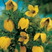 yellow Clematis tangutica, (2.5' POT STARTER PLANT)  Perennial Vine ! - Caribbean garden seed