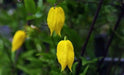 yellow Clematis tangutica, (2.5' POT STARTER PLANT)  Perennial Vine ! - Caribbean garden seed