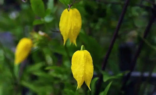 yellow Clematis tangutica, (2.5' POT STARTER PLANT)  Perennial Vine ! - Caribbean garden seed