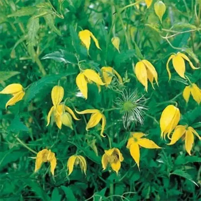 yellow Clematis tangutica, (2.5' POT STARTER PLANT)  Perennial Vine ! - Caribbean garden seed