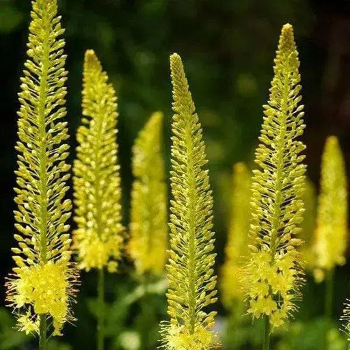 YELLOW Eremurus (Foxtail Lily) Bareroot plant - Caribbean garden seed