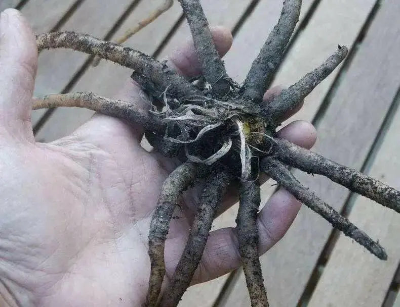 YELLOW Eremurus (Foxtail Lily) Bareroot plant - Caribbean garden seed