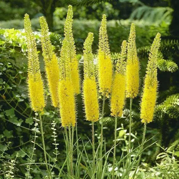 YELLOW Eremurus (Foxtail Lily) Bareroot plant - Caribbean garden seed