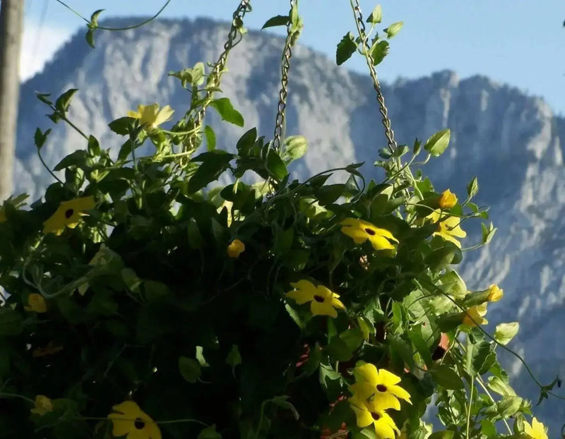 YELLOW BLACK EYED SUSAN VINE Flowers  Seeds - Caribbean garden seed