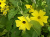 YELLOW BLACK EYED SUSAN VINE Flowers  Seeds - Caribbean garden seed