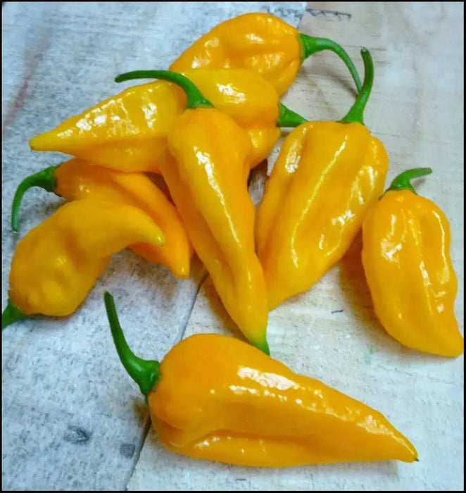 YELLOW FATALII CHILI- FRESH PODS ( Capsicum chinense) Extremely Hot - Caribbean garden seed