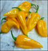 YELLOW FATALII CHILI- FRESH PODS ( Capsicum chinense) Extremely Hot - Caribbean garden seed