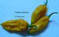 YELLOW FATALII CHILI- FRESH PODS ( Capsicum chinense) Extremely Hot - Caribbean garden seed