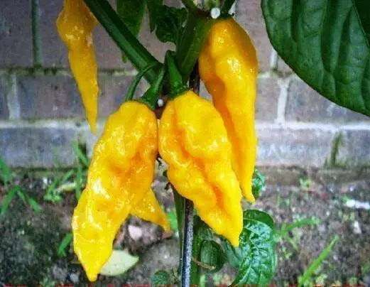 YELLOW FATALII CHILI- FRESH PODS ( Capsicum chinense) Extremely Hot - Caribbean garden seed