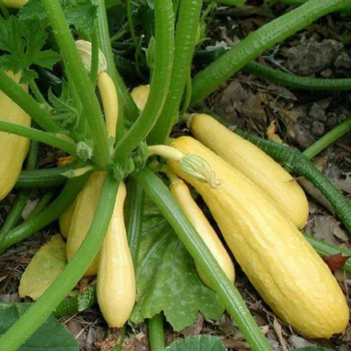 Yellow Crookneck Summer Squash,  easy-to-grow, - Caribbean garden seed