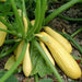 Yellow Crookneck Summer Squash,  easy-to-grow, - Caribbean garden seed