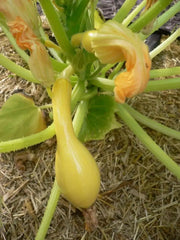 Yellow Crookneck Summer Squash,  easy-to-grow, - Caribbean garden seed