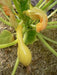 Yellow Crookneck Summer Squash,  easy-to-grow, - Caribbean garden seed