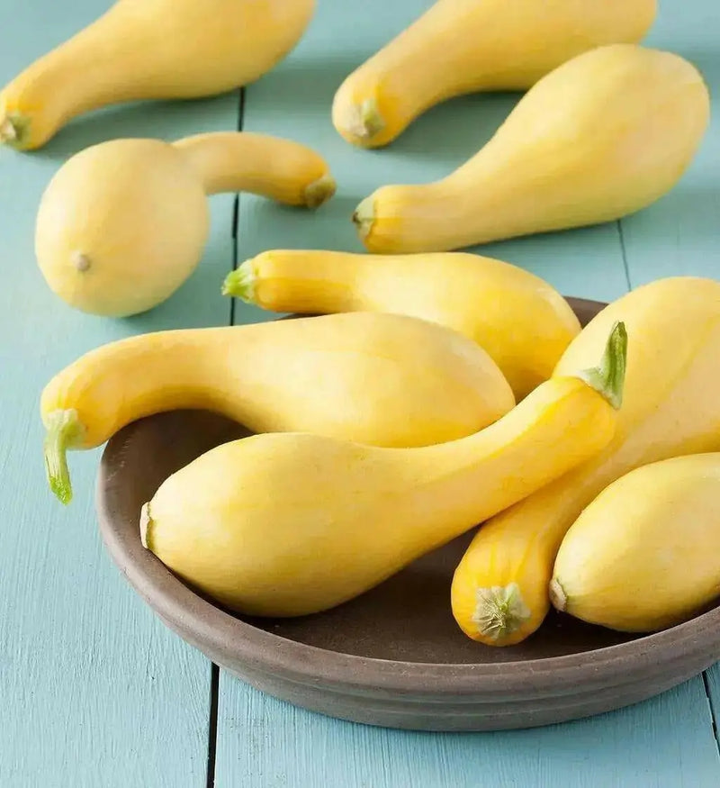 Yellow Crookneck Summer Squash,  easy-to-grow, - Caribbean garden seed