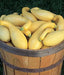 Yellow Crookneck Summer Squash,  easy-to-grow, - Caribbean garden seed