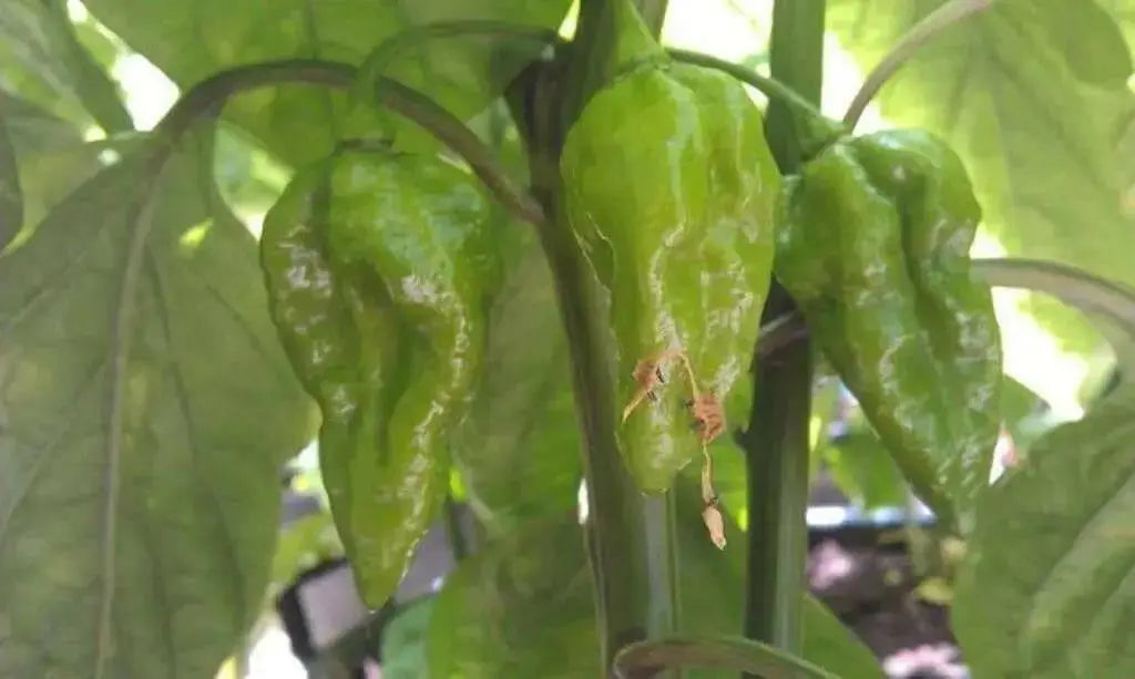YELLOW DEVIL'S TONGUE  Chili Pepper Seed- Heirloom from My State, Pennsylvania ! - Caribbean garden seed
