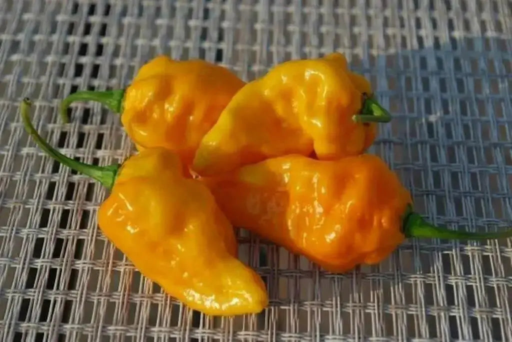 YELLOW DEVIL'S TONGUE  Chili Pepper Seed- Heirloom from My State, Pennsylvania ! - Caribbean garden seed