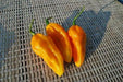 YELLOW DEVIL'S TONGUE  Chili Pepper Seed- Heirloom from My State, Pennsylvania ! - Caribbean garden seed