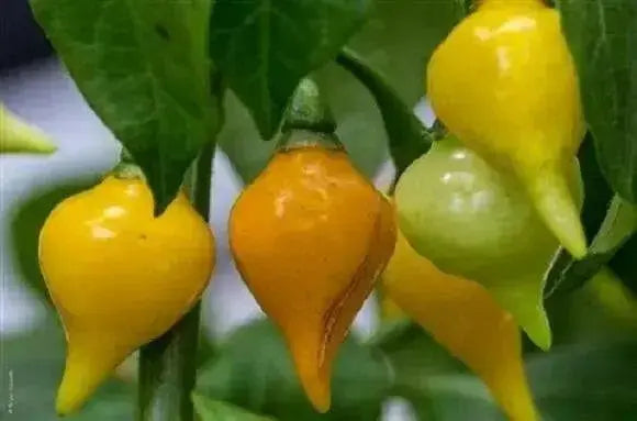 YELLOW Biquinho Pepper  (live PLANTS) SWEET TEARDROP , - Caribbean garden seed